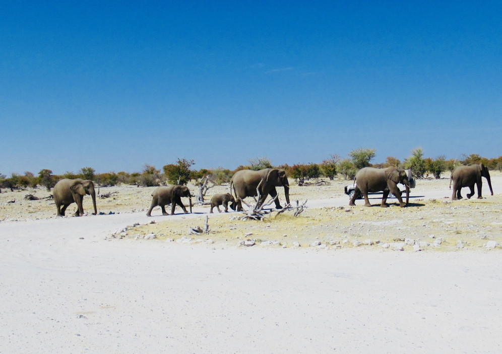 Elefanten im Etosha Nationalpark